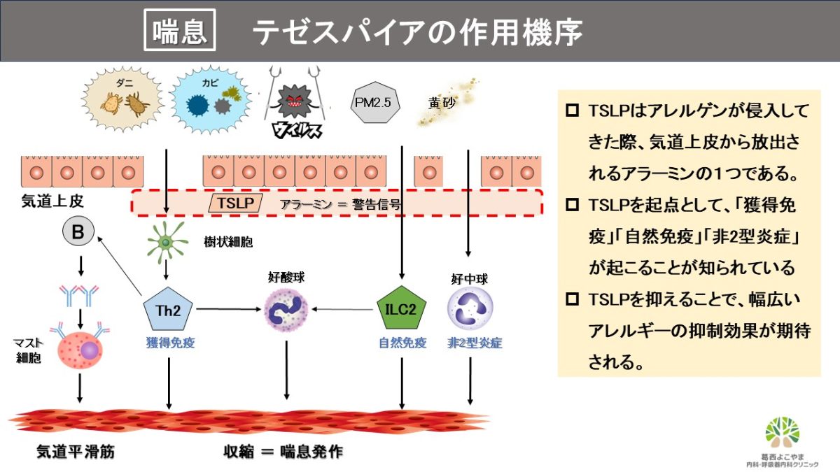 テゼスパイア（テゼペルマブ）【喘息治療薬】