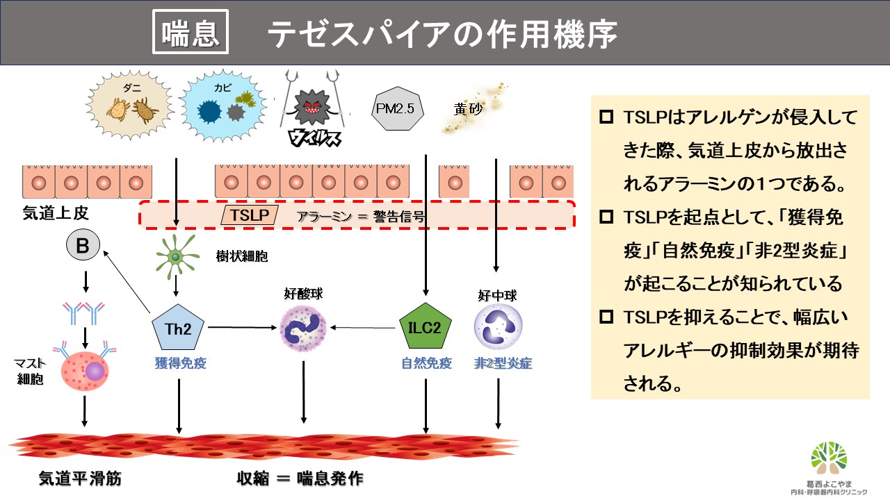 テゼスパイア（テゼペルマブ）【喘息治療薬】