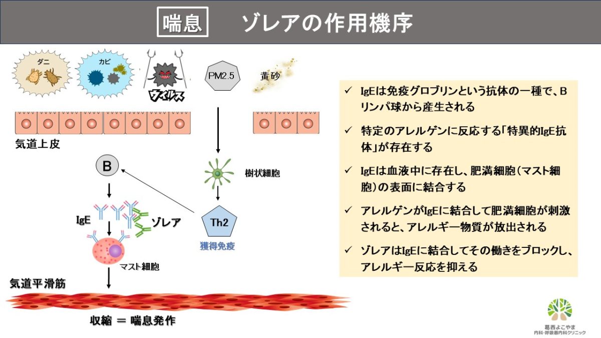 ゾレア（オマリズマブ）【喘息治療薬】