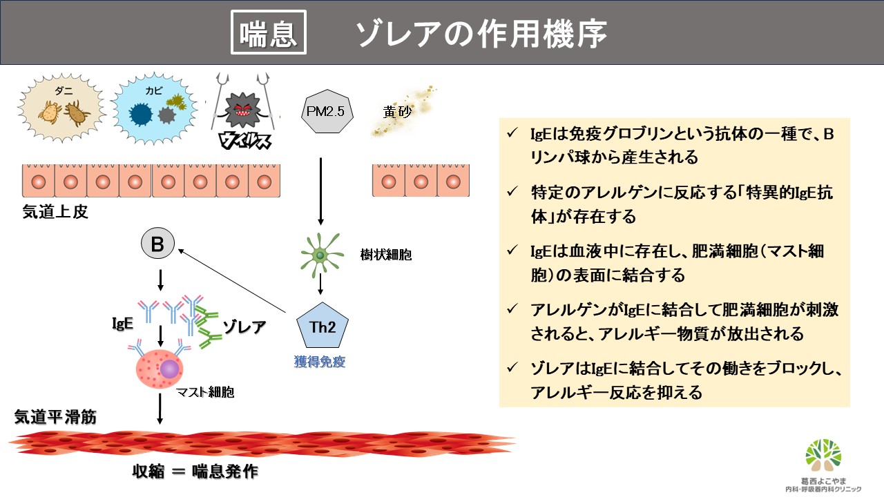 ゾレア（オマリズマブ）【喘息治療薬】