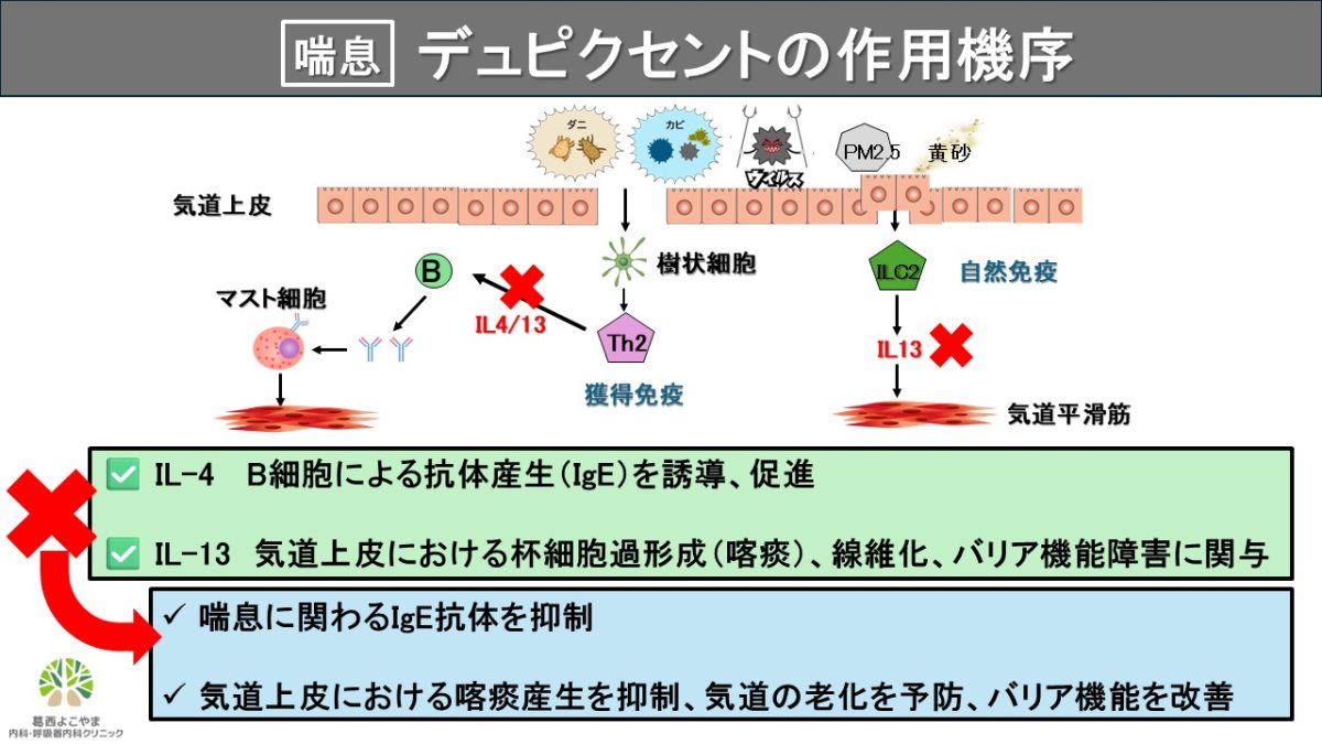デュピクセント（デュピルマブ）【喘息治療薬】