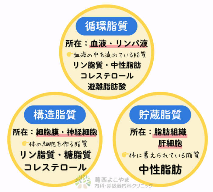 体内の脂質の分類