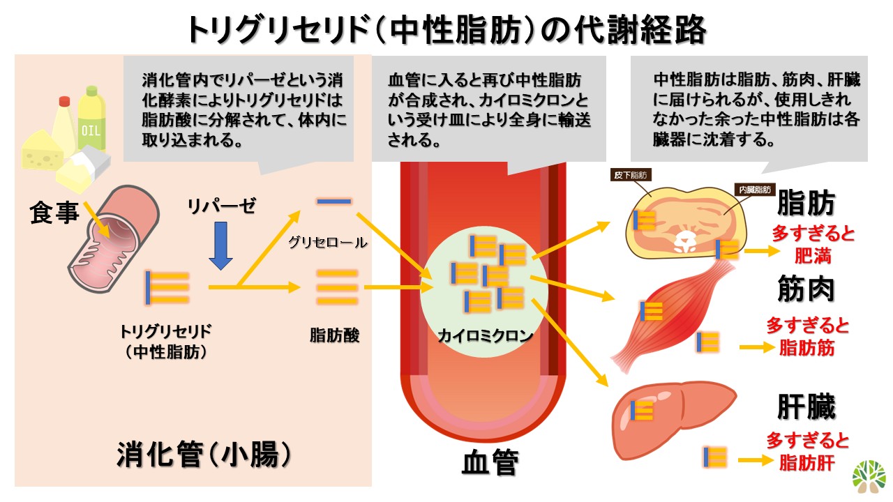 中性脂肪（トリグリセリド）