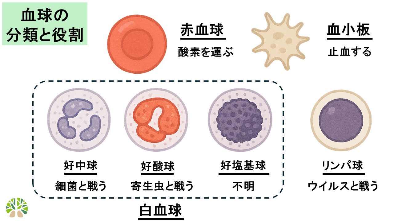 血球の分類と役割