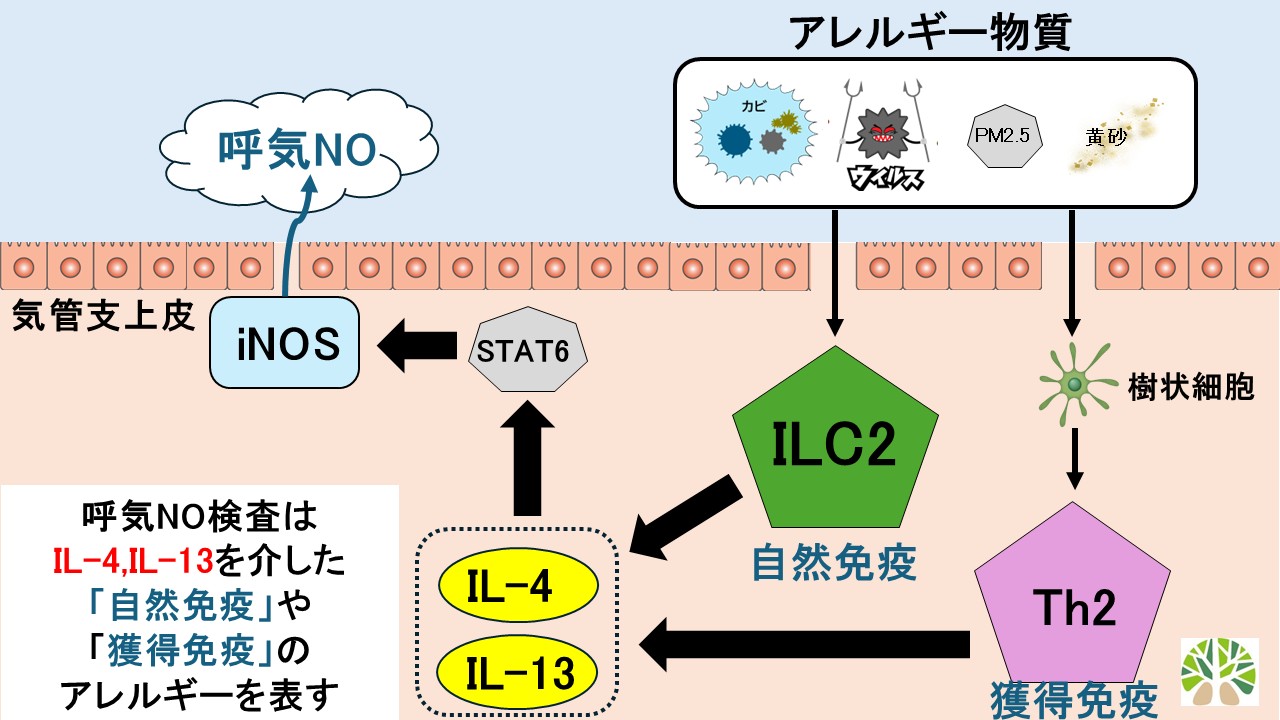 FwNOが産生される仕組み8